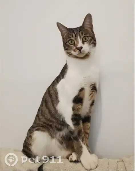 Chat Samba disparu à Montpellier - photo