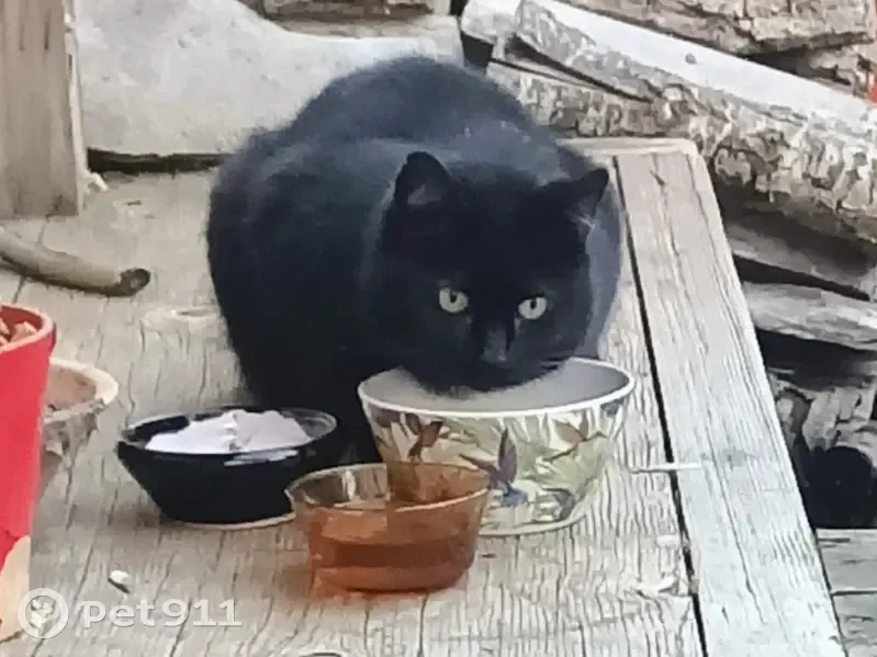 Chaton noir tacheté trouvé à Saint-Macaire - photo