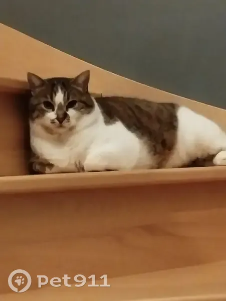 Chat européen tigré perdu - photo