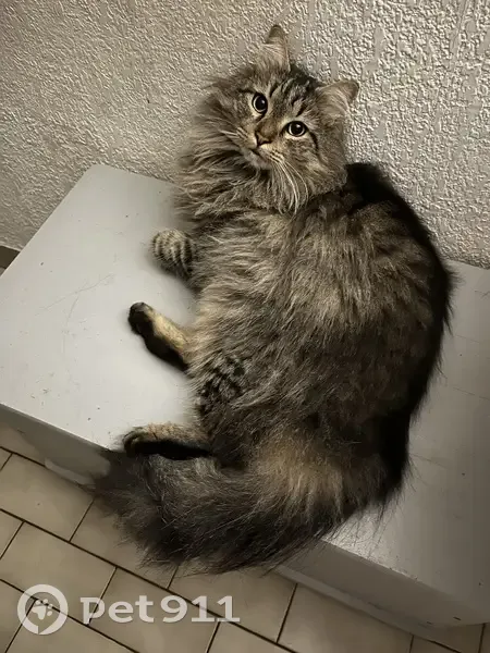 Chat marron long poil perdu - photo