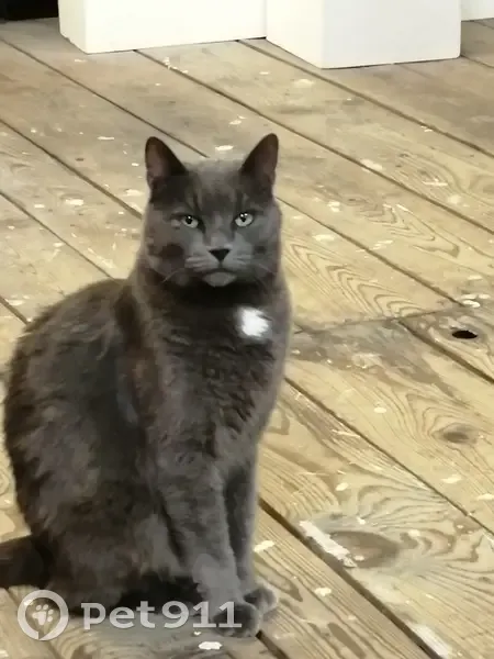 Chat âgé Grizou perdu à Chevilly - photo