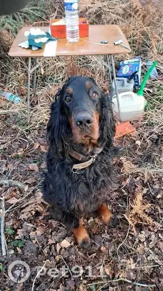 Chien setter Gordon trouvé - photo