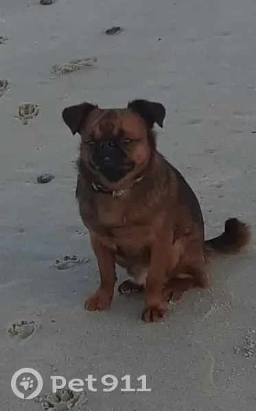 Chien Petit brabançon Perdu | Les Annonces du Petit