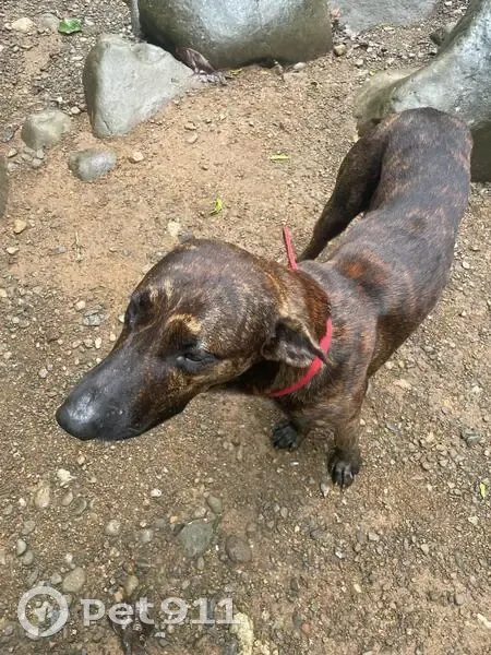 Chien perdu près de la forêt - photo