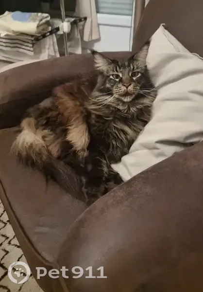 Chat Maine Coon Yago disparu - photo