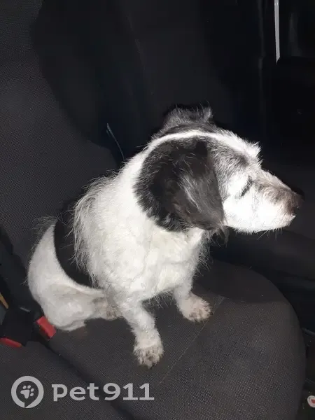 Petit chien trouvé à Saint-Perdon - photo