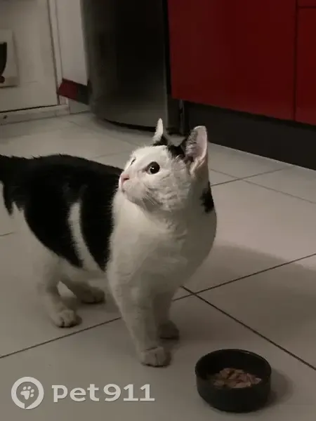 Chat aux yeux bleus trouvé à Besançon - photo