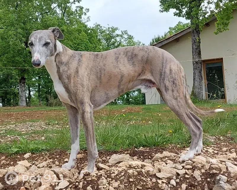 Whippet sable perdu - Barguelonne - photo