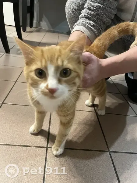 Chat perdu à Essertines retrouvé - photo