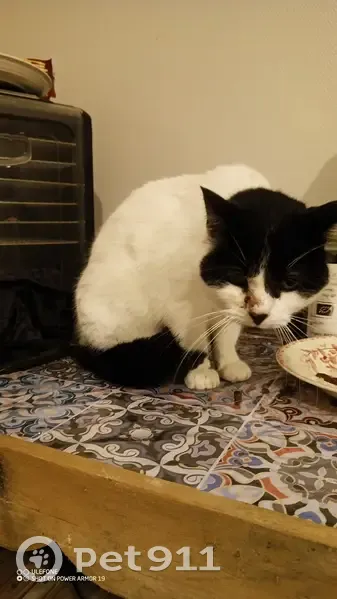 Chat trouvé à Le Vilhain, œil qui coule - photo