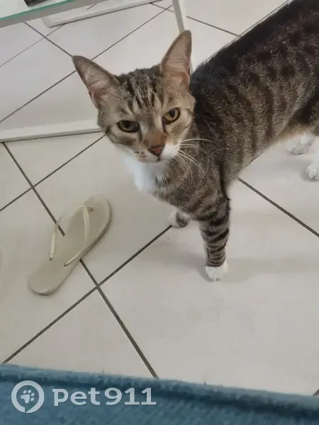 Chat tigré de 10 ans perdu à Roubaix - photo