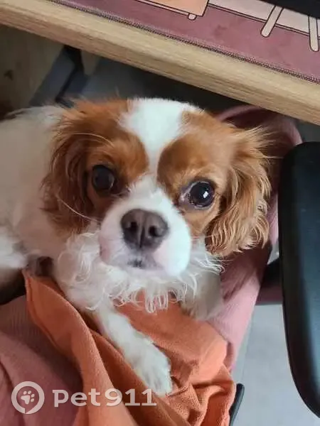 Sunny, Cavalier King Charles perdu - photo