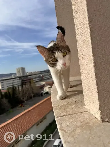 Chatte Nala perdue à Toulon - photo