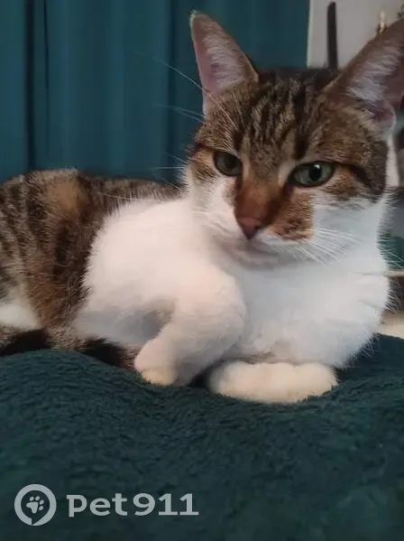 Chat tigré trouvé à Cognac - photo