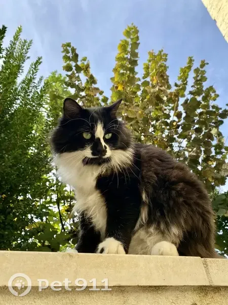 Chat noir et blanc perdu - Raoul - photo