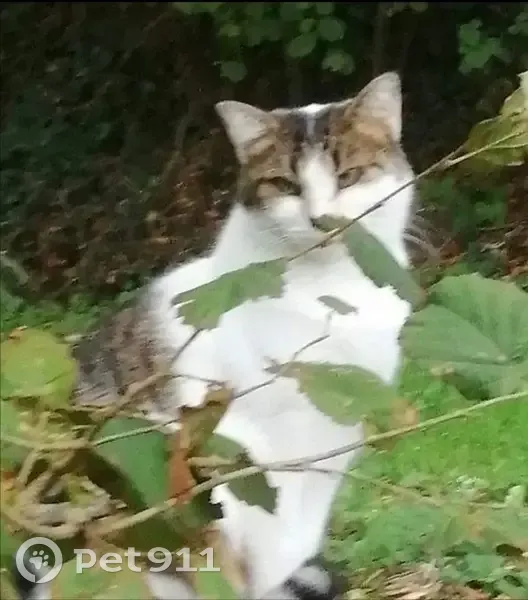 Recherche Chat RASTA à St Pierre - photo