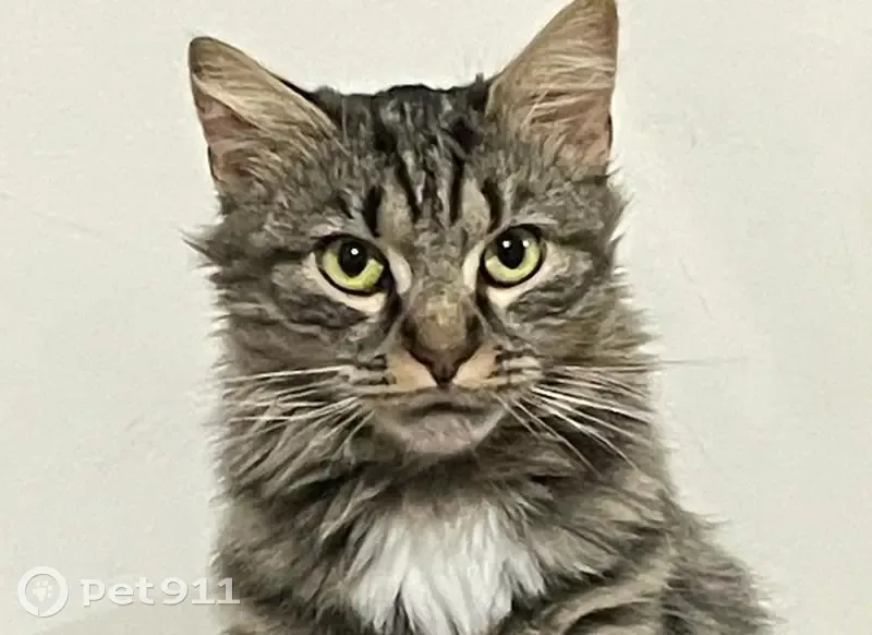 Chatte Sateene perdue près de Lidl - photo