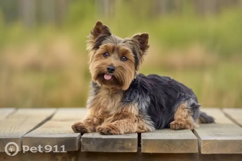 Chien perdu à Moussac retrouvé - photo