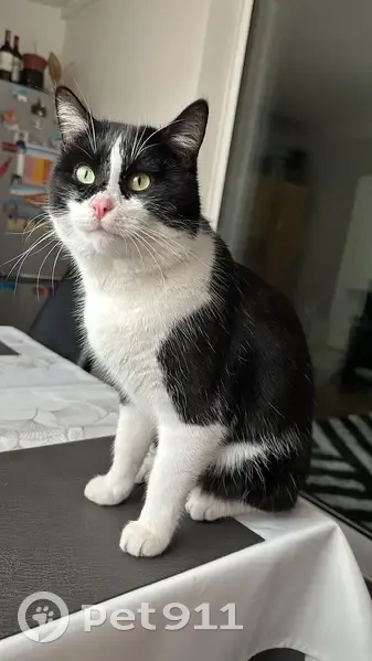 🆘 Chat Usy disparu à Livry-Gargan - photo