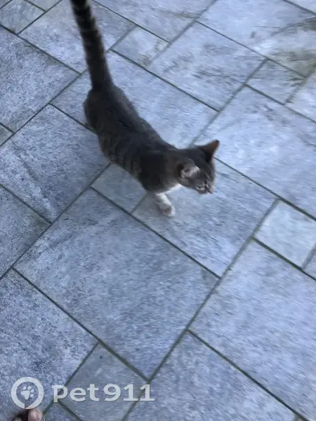 Chaton mâle trouvé à La Francheville - photo