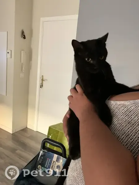 Chat noir aux yeux verts perdu - photo