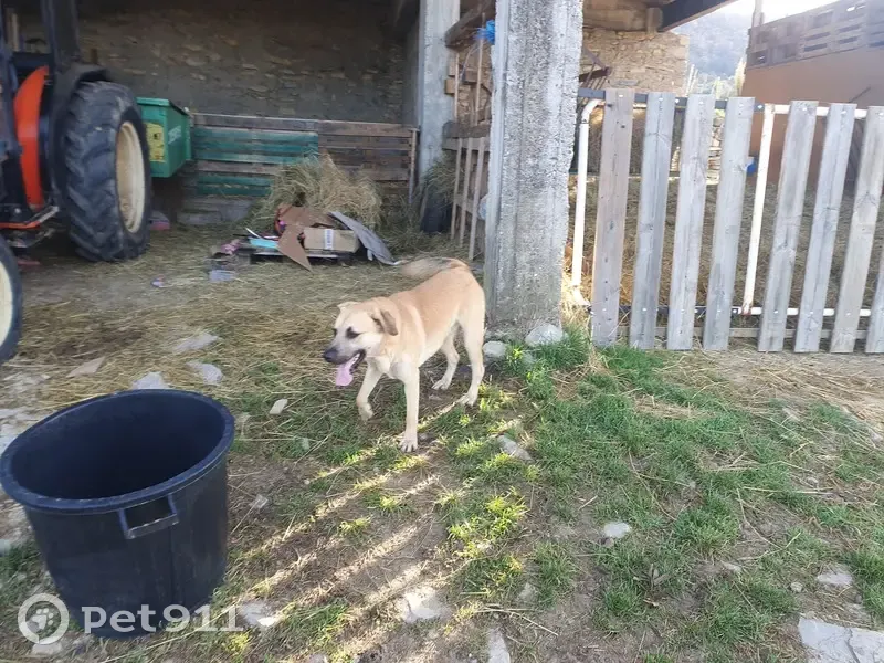 Chiot mâle perdu à Lagorce - photo