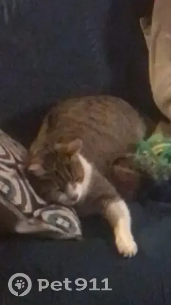 Chat perdu à Cogny - Pierres Dorées - photo