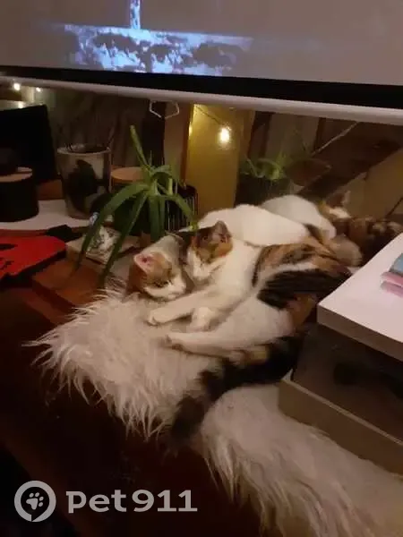 Alerte: Deux chatons perdus - photo