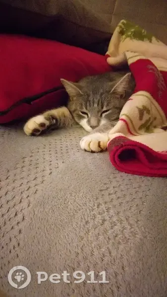 Chat perdu à Semondans retrouvé - photo
