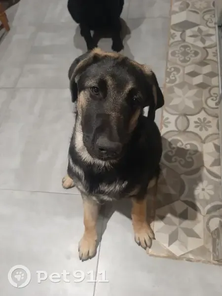 Chien Ulysse perdu à Poyans - photo