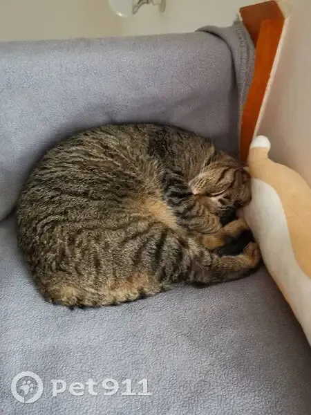 Chat tigré SHIFU, 13 ans, perdu - photo