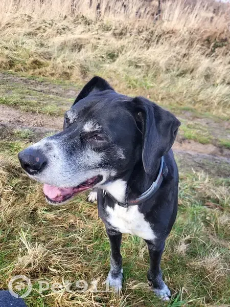 Chien âgé trouvé en forêt, Bouffémont - photo