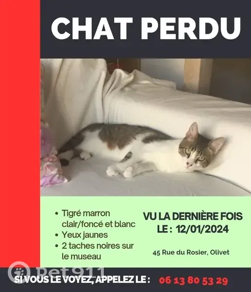 Avis de recherche : Chat Zeus | Pet911.fr