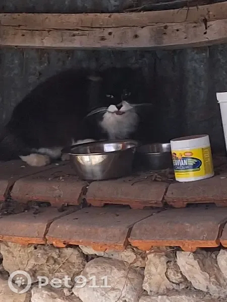 Chat domestiqué trouvé à Allonne - photo
