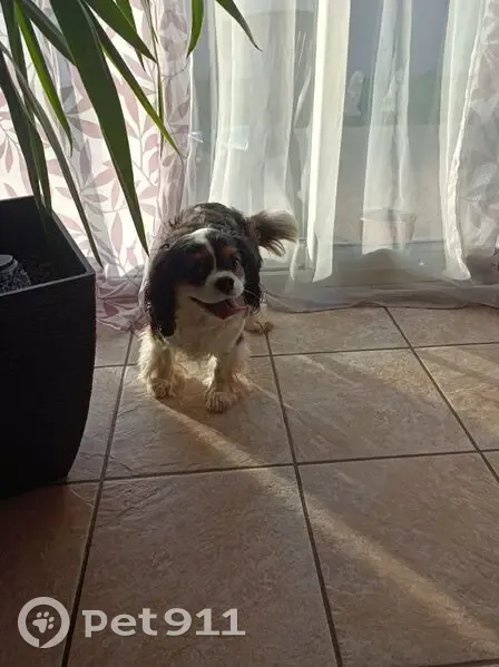 Chien Cavalier trouvé à St-Michel - photo