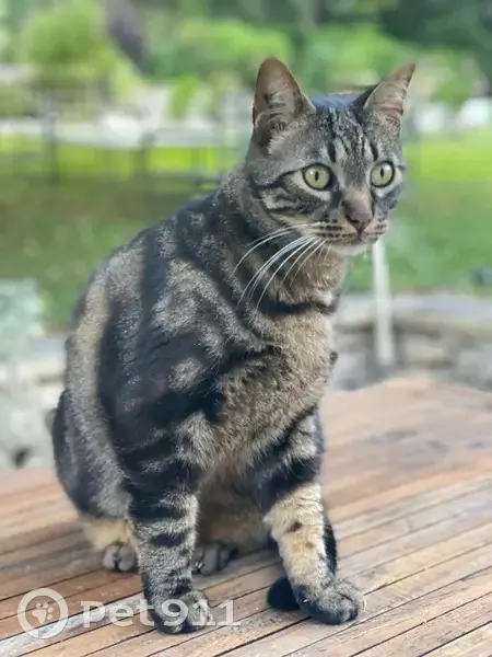 Chat tigré dodu perdu à Aix - photo