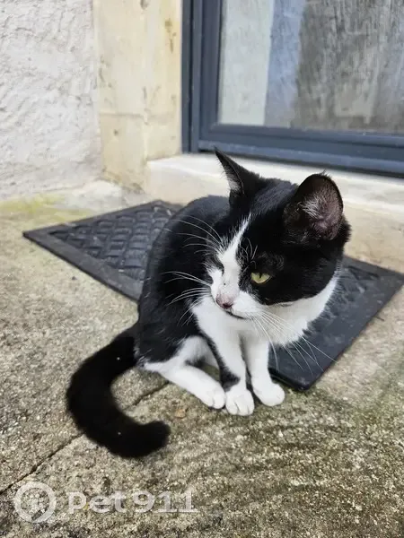 Chatte noire/blanche câline trouvée C12 - photo