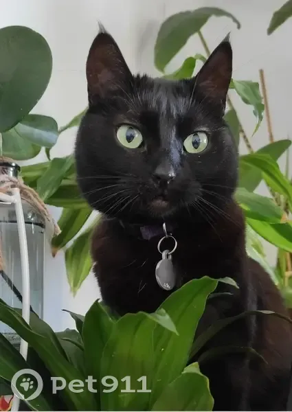 Moumou, Chatte Noire Perdue - photo