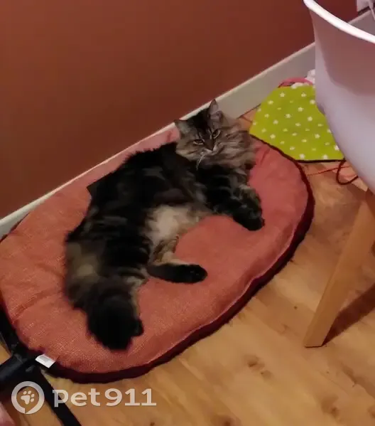 Chat tigré perdu à Cherbourg - photo
