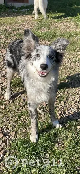 Alerte: Chiot perdu à San-Gavino - photo