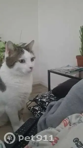 Chat perdu: Mâle pucé, nez noir - photo