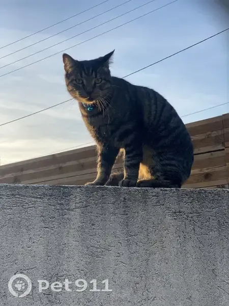 Chat tigré perdu à Marseille - photo