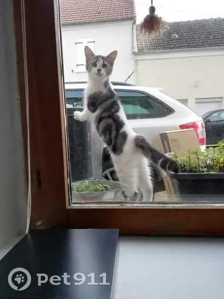 Chaton blanc et noir trouvé à Ussy - photo
