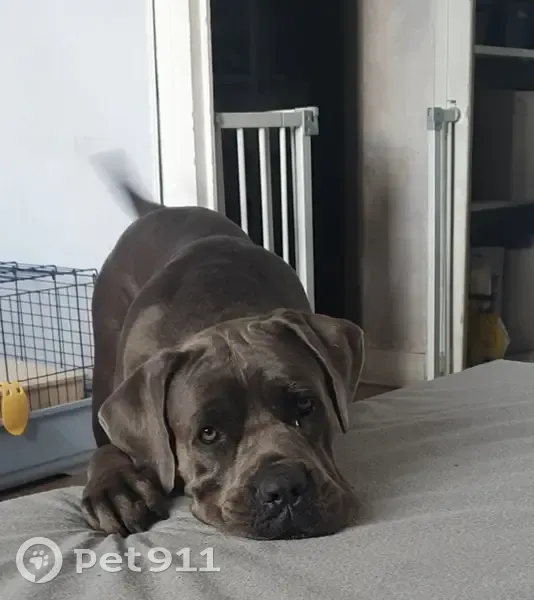 Chienne Cane Corso grise perdue - photo