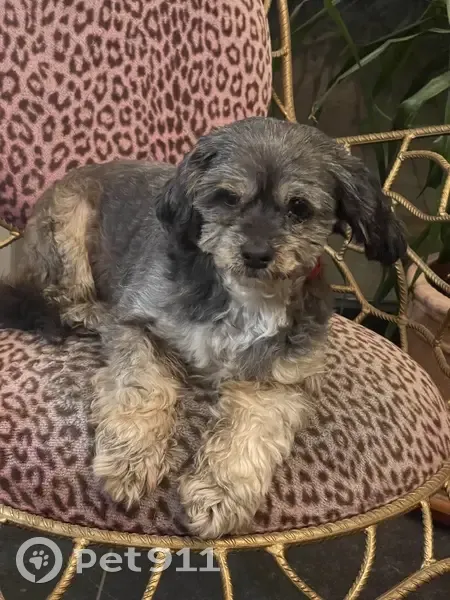 Chienne grise trouvée à Avion - photo