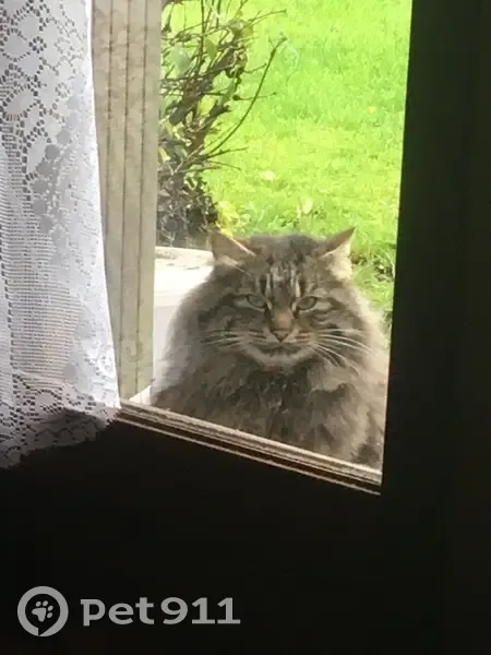 Chat Main Coon trouvé à Harcourt - photo