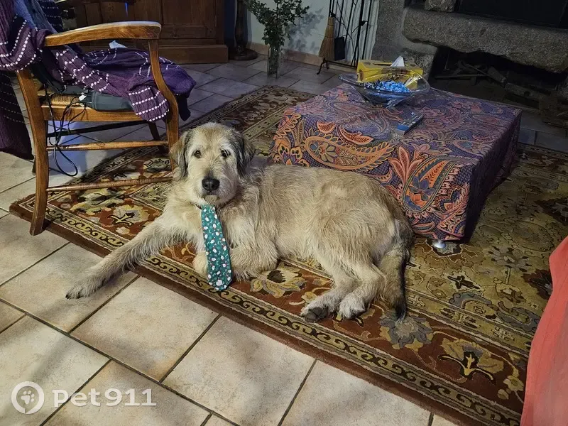 Recherche: 2 Chiens Perdus à Vasles - photo