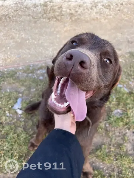 Labrador marron trouvé à Collonges - photo