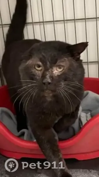 Chat noir perdu à Agen #Smithers - photo
