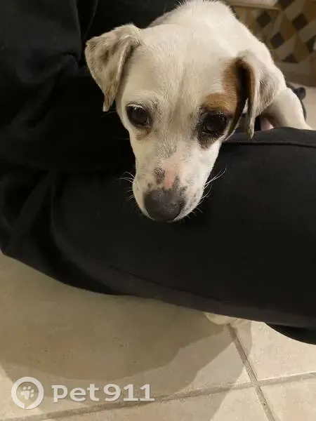 Chien Jack Russell trouvé à Angers - photo